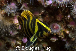 Tiny and Bright.  A two inch juvenile treefish shows its ... by Douglas Klug 